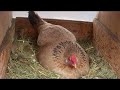 A Hen Was Hiding Something Under Herself.When The Farmer Lifted Her, he Couldn’t Believe What he Saw