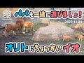 【旭山動物園】パパも一緒に遊びましょ！🦁🐱二足立ちガオーっ！とオリトにちょっかい♪イオまま(11/24) [Asahiyama Zoo] Lion, Orito's Family.
