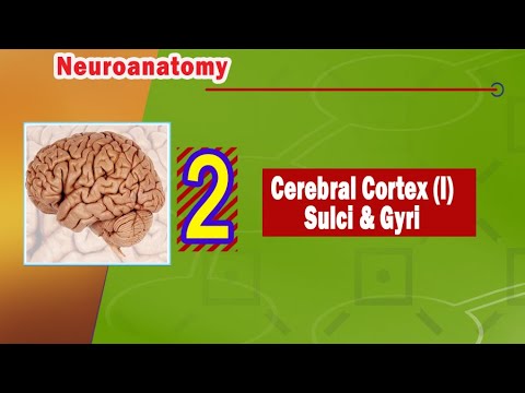 02. Cerebral cortex (I) Sulci, gyri