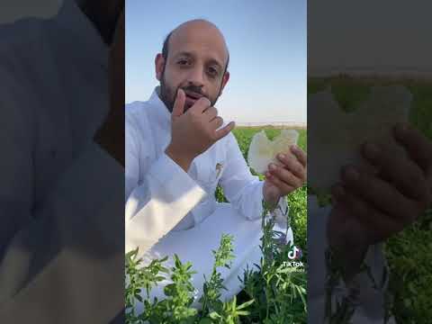 فوائد البرسيم فى إنتاج العسل