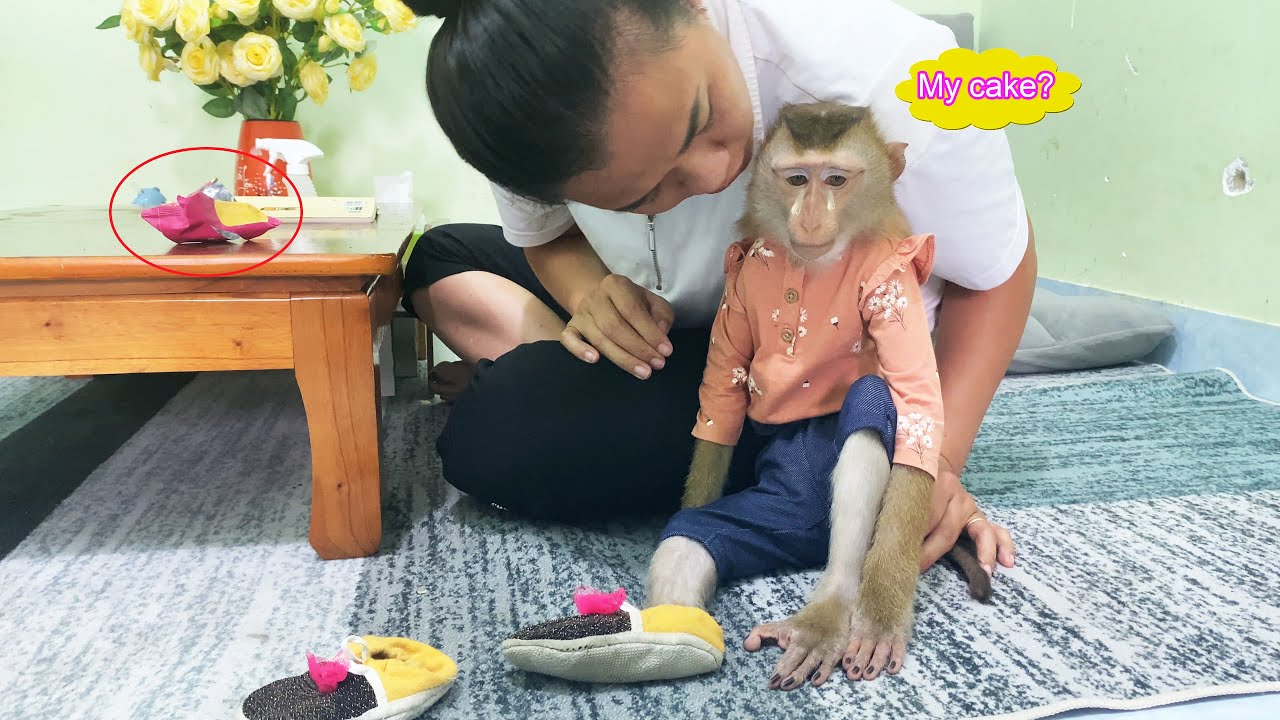 What's going on??? Monkey Lyly is upset because her mom stole her cake