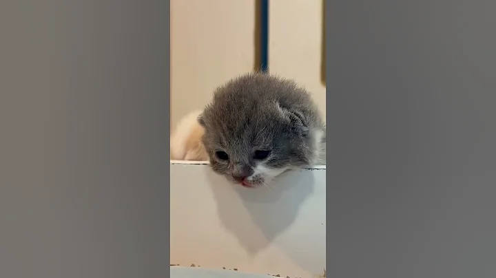 Video 10891571: kucing british shorthair kitten, british shorthair cat kucing, british shorthair cat animals, cute british shorthair kitten, catlover kitten british