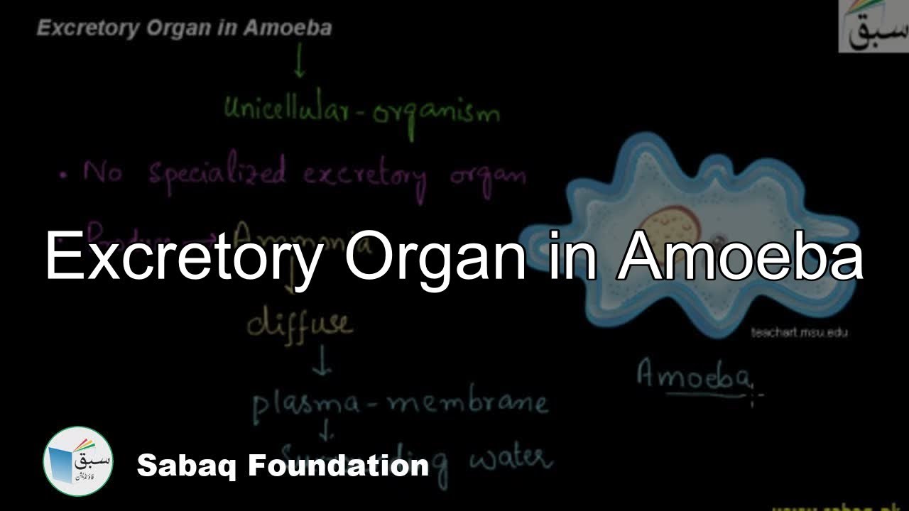 Excretory Organ in Amoeba, Biology Lecture Sabaq.pk YouTube