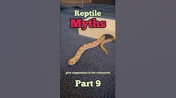 Reptile Myth 9: snakes chase people? #Snake #Reptile #myth #Series #Shorts #youtube ￼