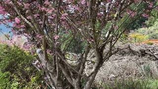 【静岡市】オクシズ「栃沢の枝垂桜」若葉でした。そばに散り始めのサクラが　2023.4.8