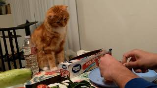 Cat Acts Like Owl And Looks Super Cute