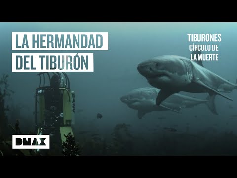 Video: Tiburón blanco: estilo de vida, curiosidades y hábitat