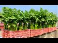 I Grow Celery This Way – Always Have Clean Vegetables to Eat All Year Round!