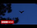 Bats, roadblocks and the origins of coronavirus - BBC News