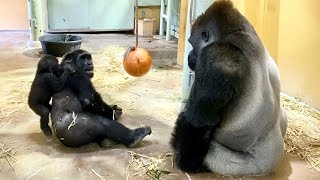 生後380日〜キンタロウ日記 32⭐️ゴリラ gorilla【京都市動物園】Baby Gorilla Kintaro Diary 32