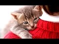 CATS LOVE THEIR HUMAN OWNERS  Compilation | Funnycat 12