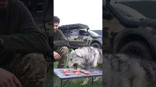 KOÇ YUMURTASI YİYEN AÇ KURT! (hungry wolf eating sheep testicles)