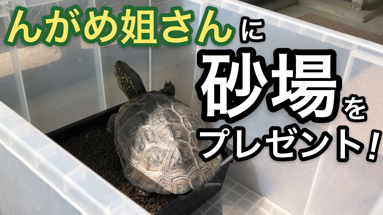 クサガメとソイル レロ夫の飼育箱