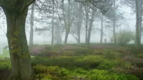 Come rigenerare un prato verde?