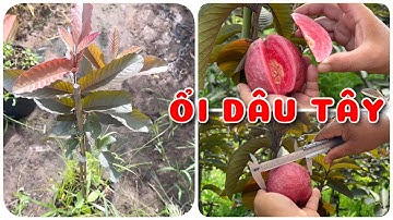 Cây Ổi Dâu Tây Nhập Khẩu Thái Lan | 0386569374 - Ngọc Ngân Bến Tre | Chuyên cây độc lạ