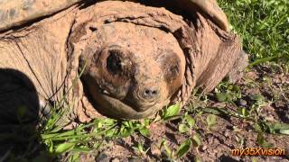 Snapping Turtle, that snapped ( in HD ) ~ May 3, 2013