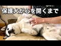 5歳の元保護犬が家族になるまでに乗り越えた事【大型犬との暮らし】