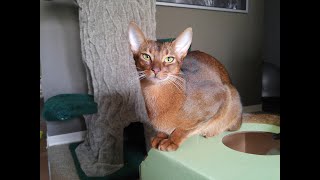 Abyssinian Cat Larry walks too far and falls off his cat tree by LitterNose 3,542 views 4 years ago 11 seconds