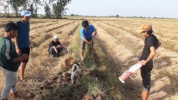 Đào hang bắt chuột mùa cắt lúa #youtube thanh sóc trăng