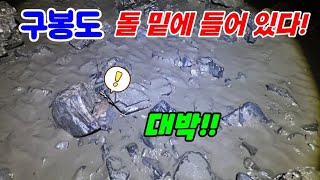 물빠져 확 보이는 해변 작은 돌 들췄더니 벌러덩!! 기운쎈 최고의 안주!!