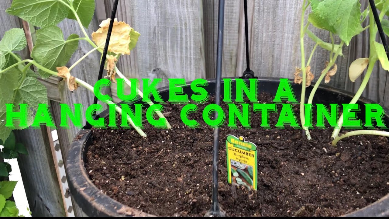 Cucumbers-How to plant in a hanging basket