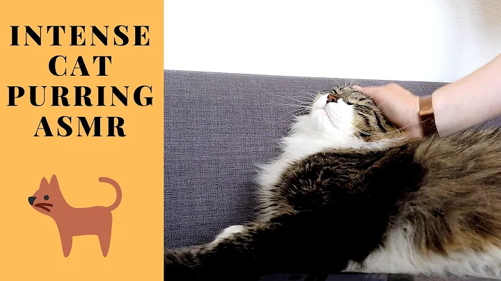 Watch the video about Siberian cat cuddling and intense purring. Very happy cat purring! [Cat ASMR]