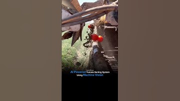 Ai powered tomato sorting system 💯#facts #technology #top #artificialintelligence #china #worldwide