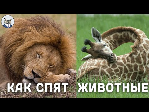 Видео: Как спят животните