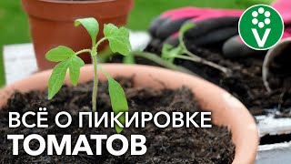 ОШИБКА ПРИ ПИКИРОВКЕ ТОМАТОВ, КОТОРАЯ УМЕНЬШИТ ВАШ УРОЖАЙ! Пикируем рассаду томатов по правилам