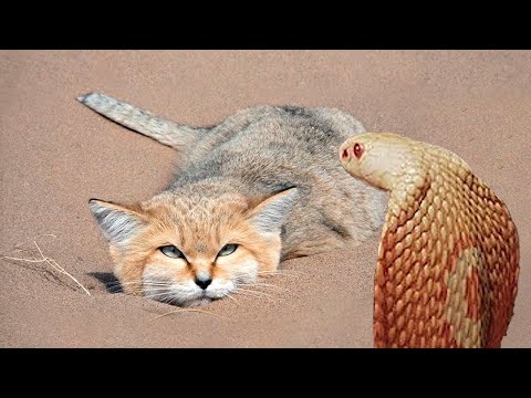 კატა, რომელიც გველებს და მორიელებს ჭამს! ქვიშის კატა - ყველაზე გამძლე ველური კატა.