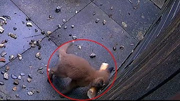 Reolink Captures: Hungry Young Fox Acting