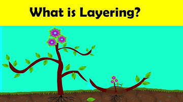 What is Layering? l Artificial Propagation (Animation)