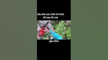 Cây dừa cao #sorts #stihlms170