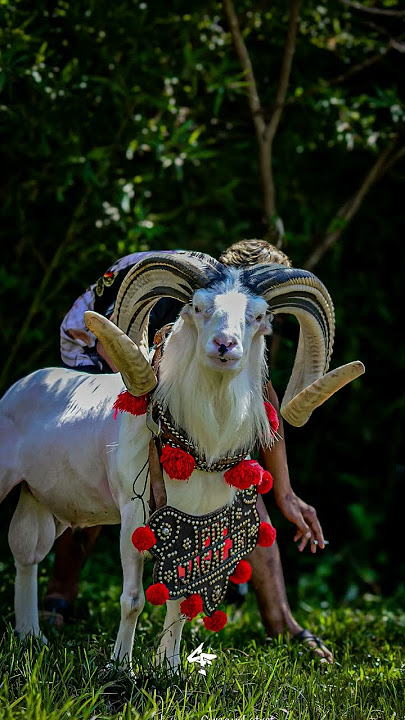 super ganteng #dombagarut #domba #cungurfotret #shorts #sheep #sukadombaofficial
