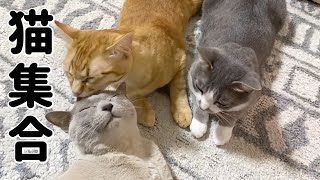 リビングに猫が集合する幸せな時間／モコの念入りすぎる耳掃除【保護猫／茶トラ／トンキニーズ】