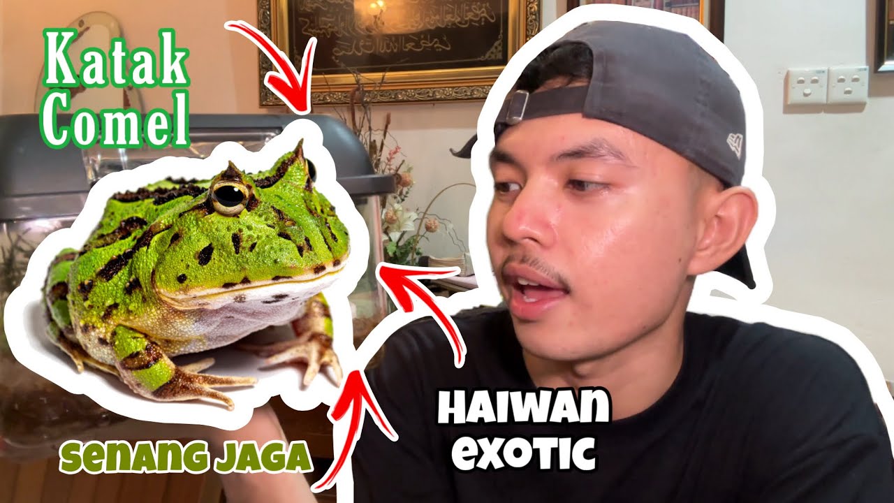 Haiwan EXOTIC paling COMEL??? - Cara penjagaan KATAK PACMAN (Pacman Frog)