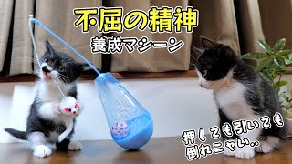 たった○○○円で⁉子猫達はどんな困難に直面しても決して倒れない強い心を学びました🐈🐈【仲良し子猫姉妹の成長記録】