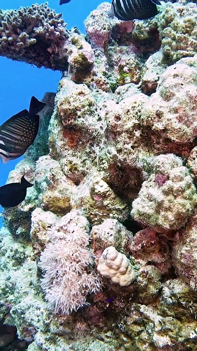 Egipt   Coraya Bay Marsa Alam #divng #travel #egipt #scubadiving #underwater