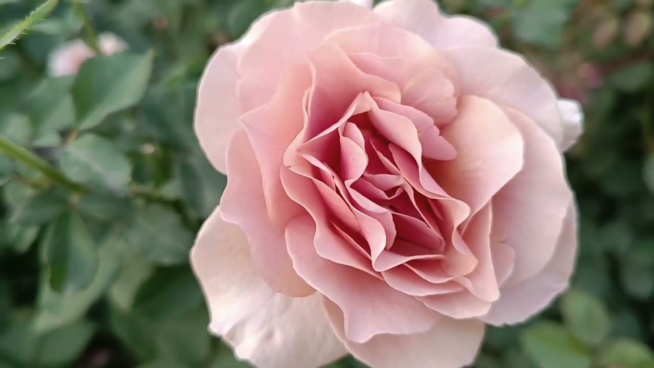 Друга хвиля 2023 Ч. 2@TroyandiOleksandri