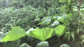Pumpkin Patch 2023 / Update #7