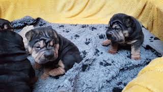 3 weeks old sharpei puppies and 5 minutes awake!