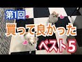 犬用 最新給水器など最近買ってよかったものランキング！【チワワ】