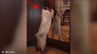 MOST INTELLIGENT CATS IN THE WORLD by Cats HD Tv 594 views 3 years ago 3 minutes, 5 seconds