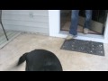 Off Leash Dog Training Success in Charlotte NC. Schedule your free demo 888.811-DOGS Off Leash Dog Training Success in Charlotte NC. Schedule your free demo 888.811-DOGS