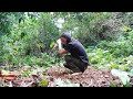 Dig The Soil To Grow Vegetables - Sweet Potato, Wilderness Alone, ep 42