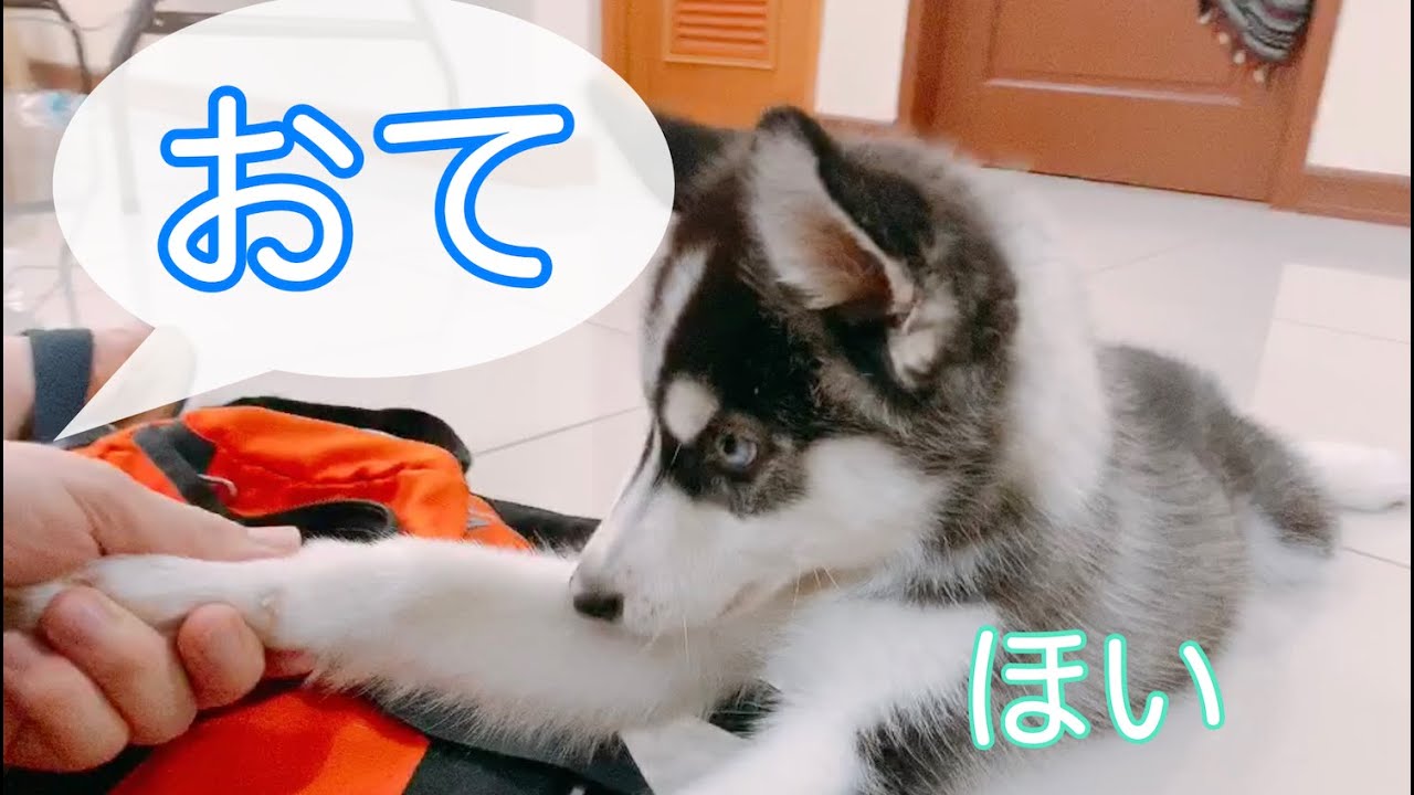 シベリアンハスキーの子犬がお手とおかわりをマスター Siberian Husky Youtube シベリアンハスキーの子犬がお手とおかわりをマスター Siberian Husky Youtube