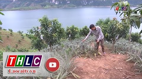 Mô hình trồng dứa cho hiệu quả kinh tế cao ở Sơn La | THLC