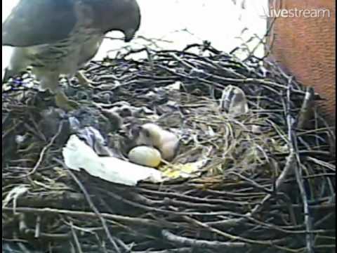 Bobby & Violet's Baby Chick Has Lunch