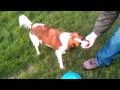 Kooikerhondje (Kooiker) Dog Catching Frisbee, Fetching, and Swimming の動画、YouTube動画。