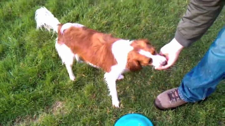 Kooikerhondje (Kooiker) Dog Catching Frisbee, Fetc...